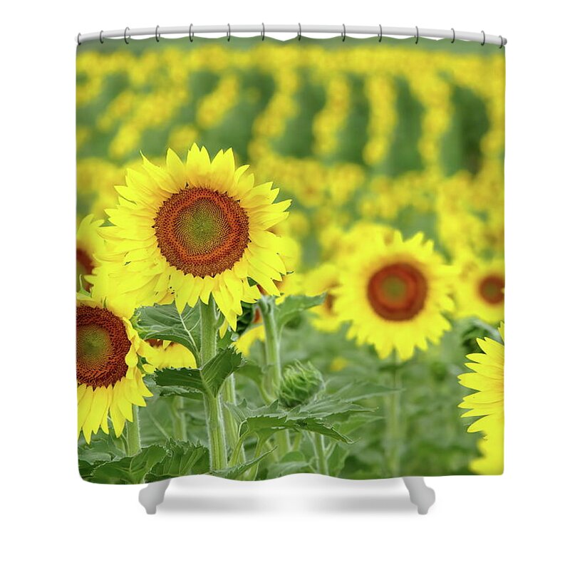 Sunflower Shower Curtain featuring the photograph Field of Gold by Lens Art Photography By Larry Trager