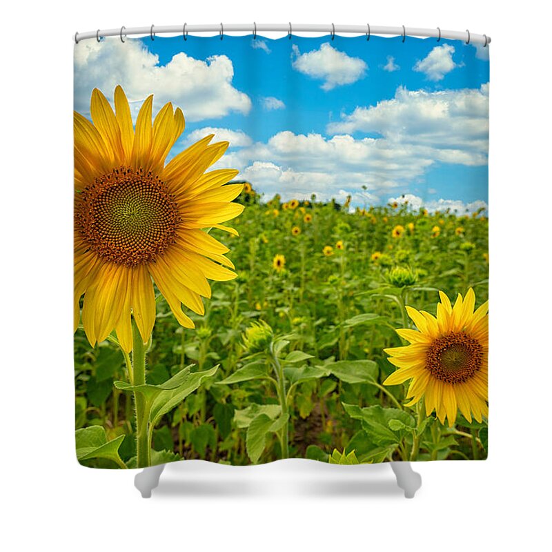 Flowers Shower Curtain featuring the photograph Field of Sunshine by Peg Runyan