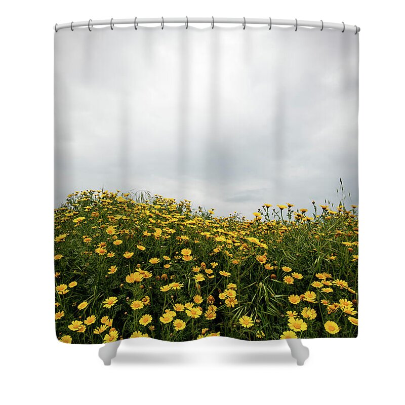 Spring Shower Curtain featuring the photograph Field with yellow marguerite daisy blooming flowers against cloudy sky. Spring landscape nature background by Michalakis Ppalis