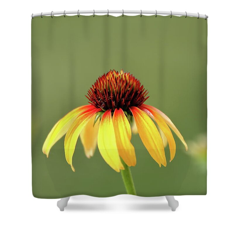 Coneflower Shower Curtain featuring the photograph Fiesta Coneflower by Lens Art Photography By Larry Trager