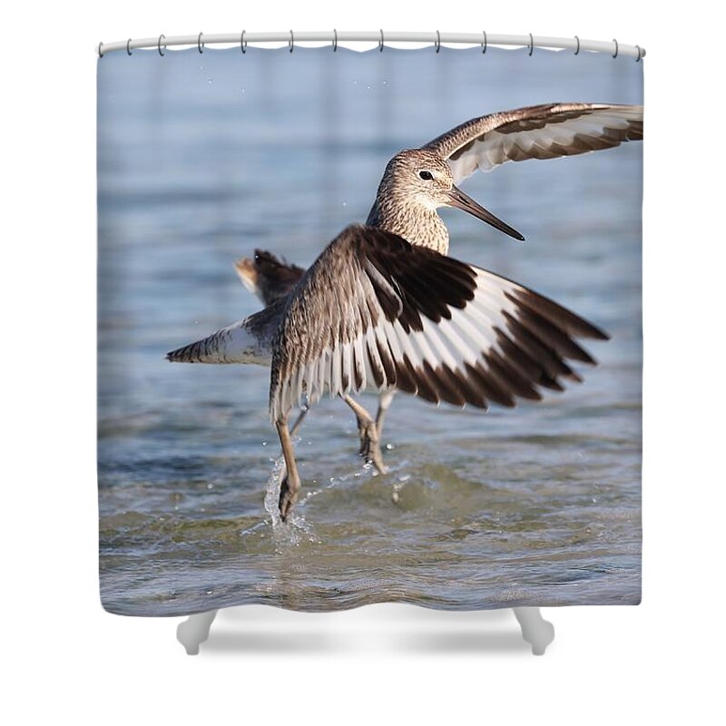 Willet Shower Curtain featuring the photograph Fight between Two Willets by Mingming Jiang