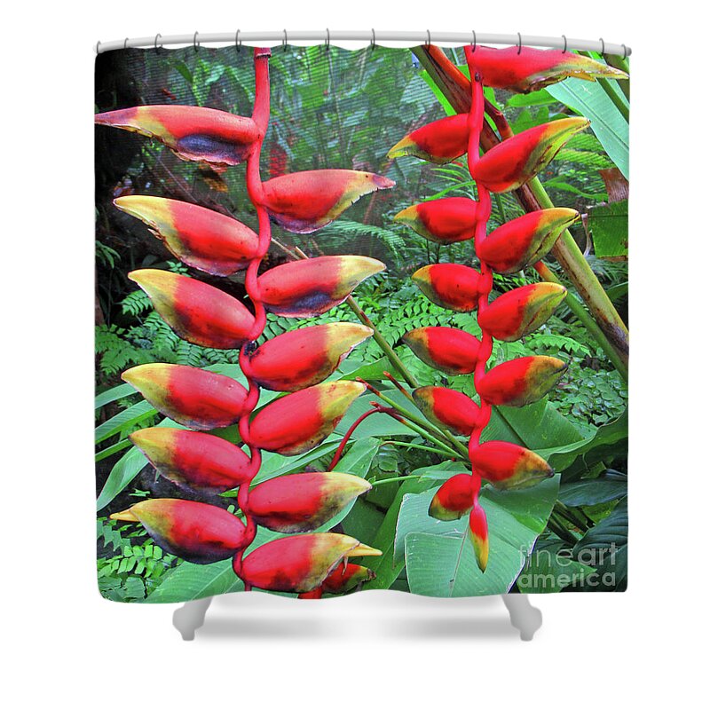 Heliconia Shower Curtain featuring the photograph Fiji Heliconia by Randall Weidner