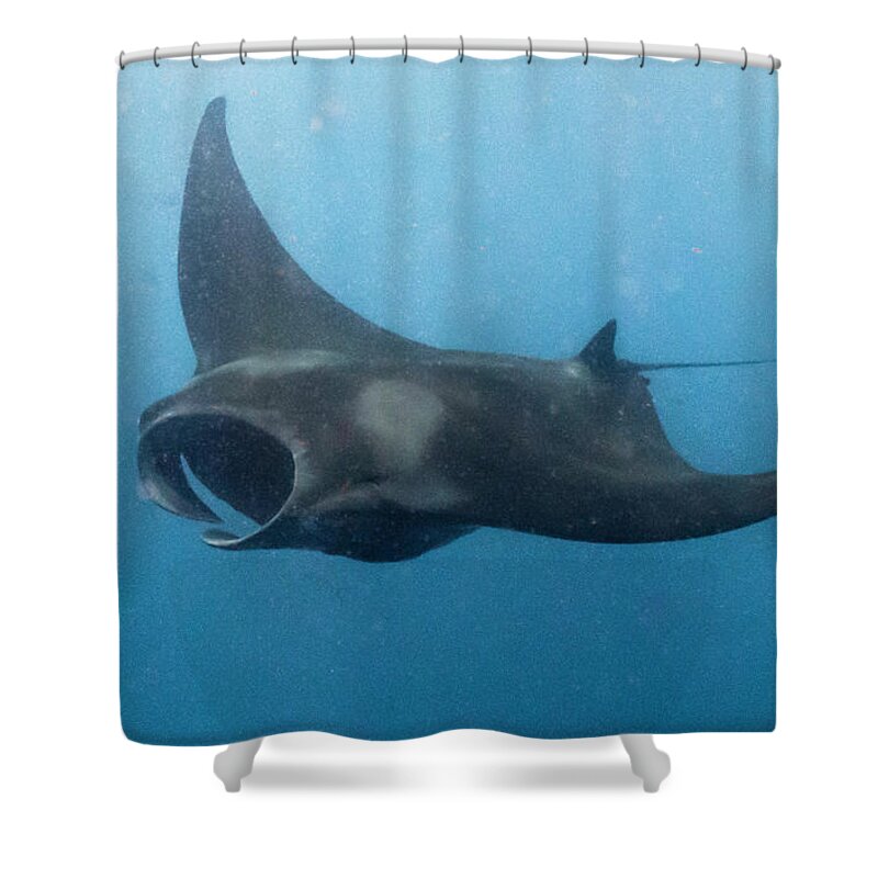 Animals Shower Curtain featuring the photograph Final Approach by Lynne Browne