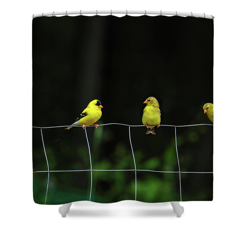 American Shower Curtain featuring the photograph Finch Fence by Brook Burling