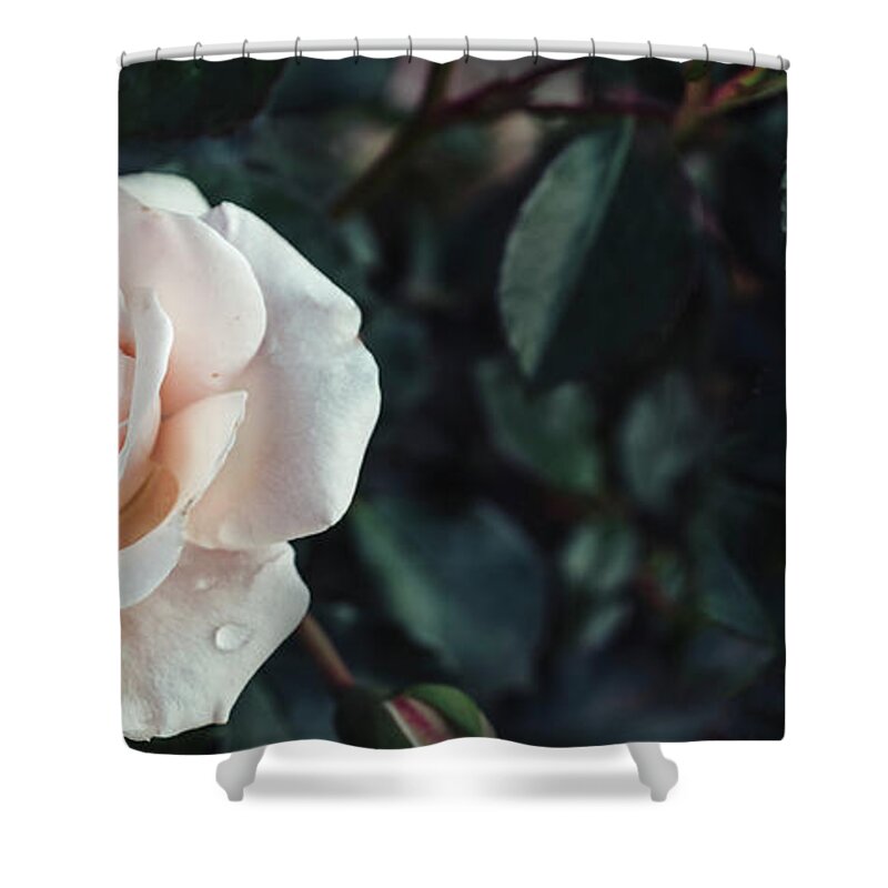 Roses Shower Curtain featuring the photograph Fine art image of beautiful pastel roses in dark garden. Valenti by Jelena Jovanovic