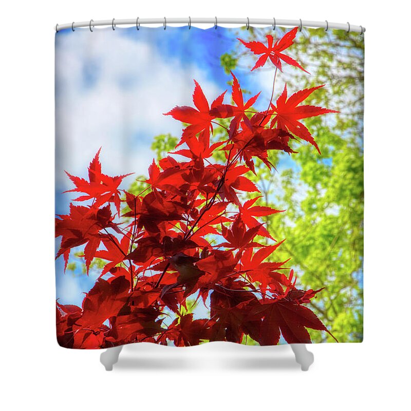 Leaf Shower Curtain featuring the photograph Fire Red Maple by Loyd Towe Photography