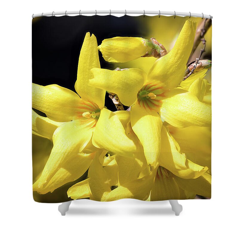 Forsythia Shower Curtain featuring the photograph First Forsythia by Steven Nelson