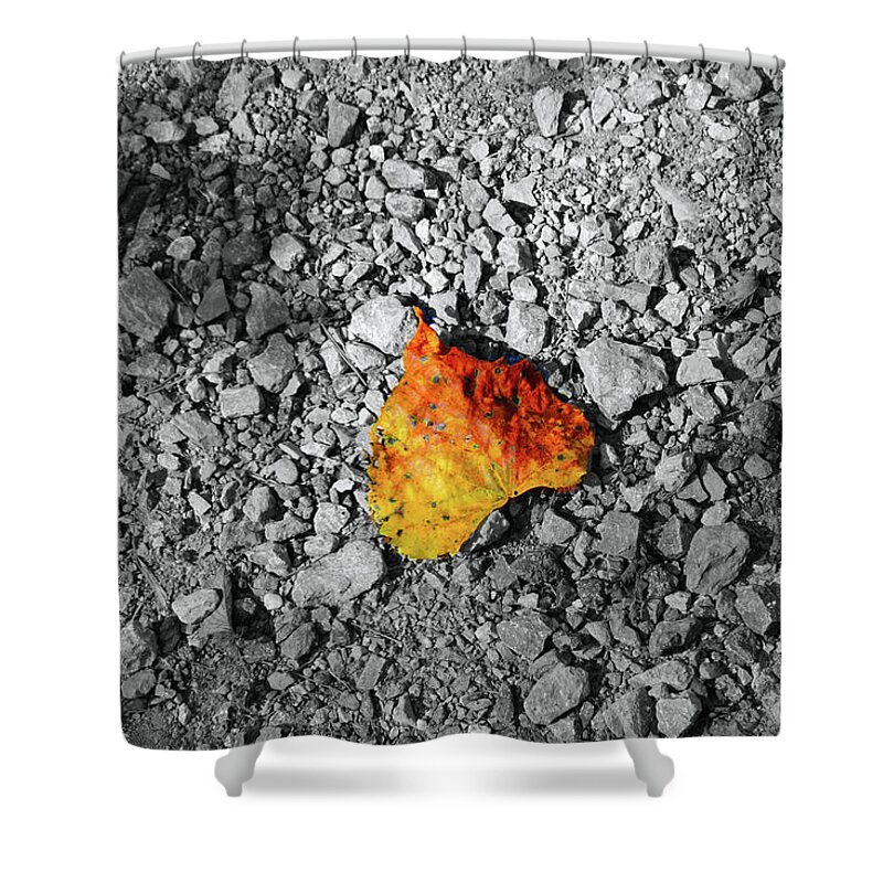 Leaf Shower Curtain featuring the photograph First Leaf of Autumn by Christopher Reed