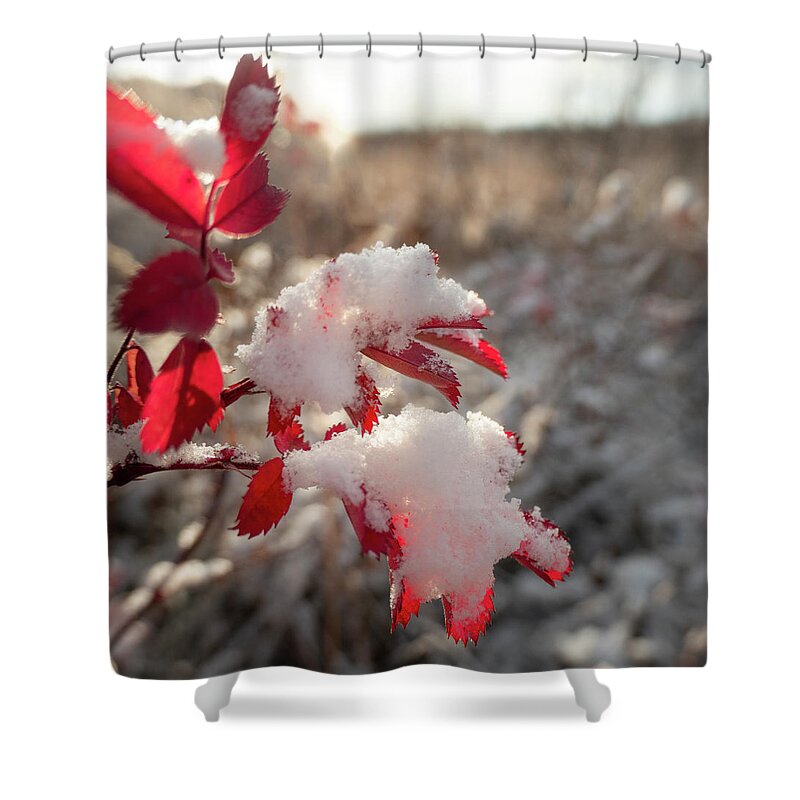 Red Shower Curtain featuring the photograph First Snow On Wild Rose Leaves by Karen Rispin