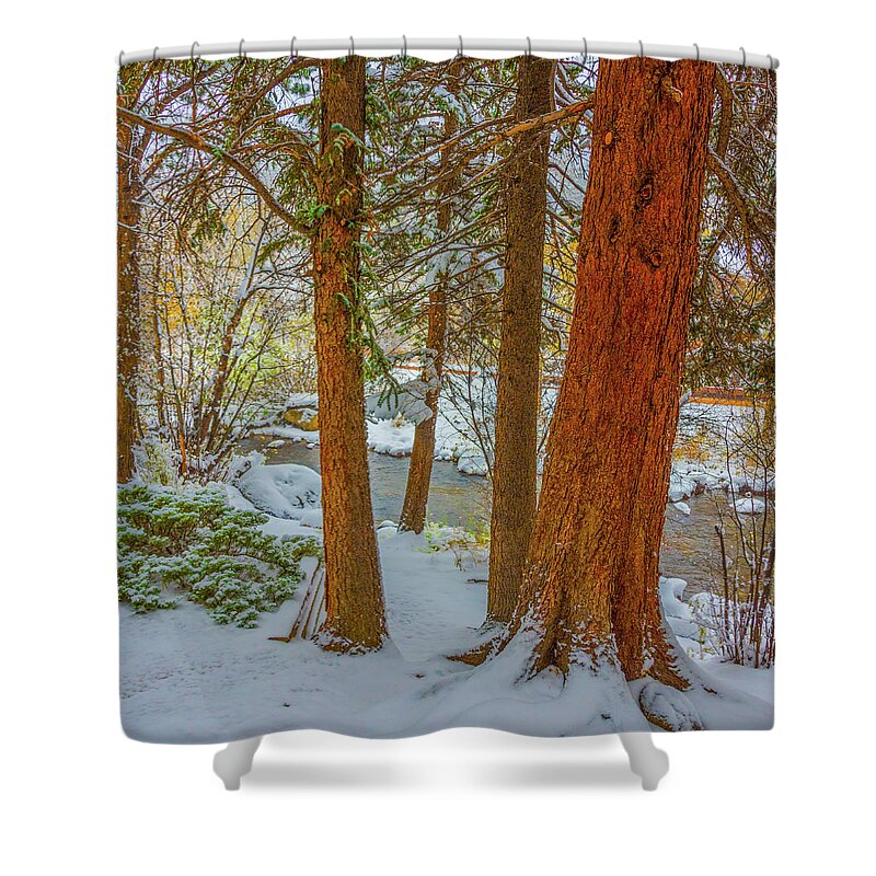 Calm Shower Curtain featuring the photograph Pine Trees in Snow by Tom Potter