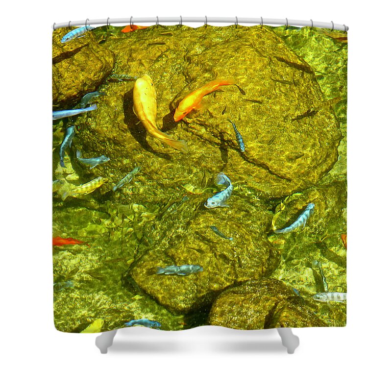 Fish Shower Curtain featuring the photograph Fish Pond Waikiki by Amelia Racca