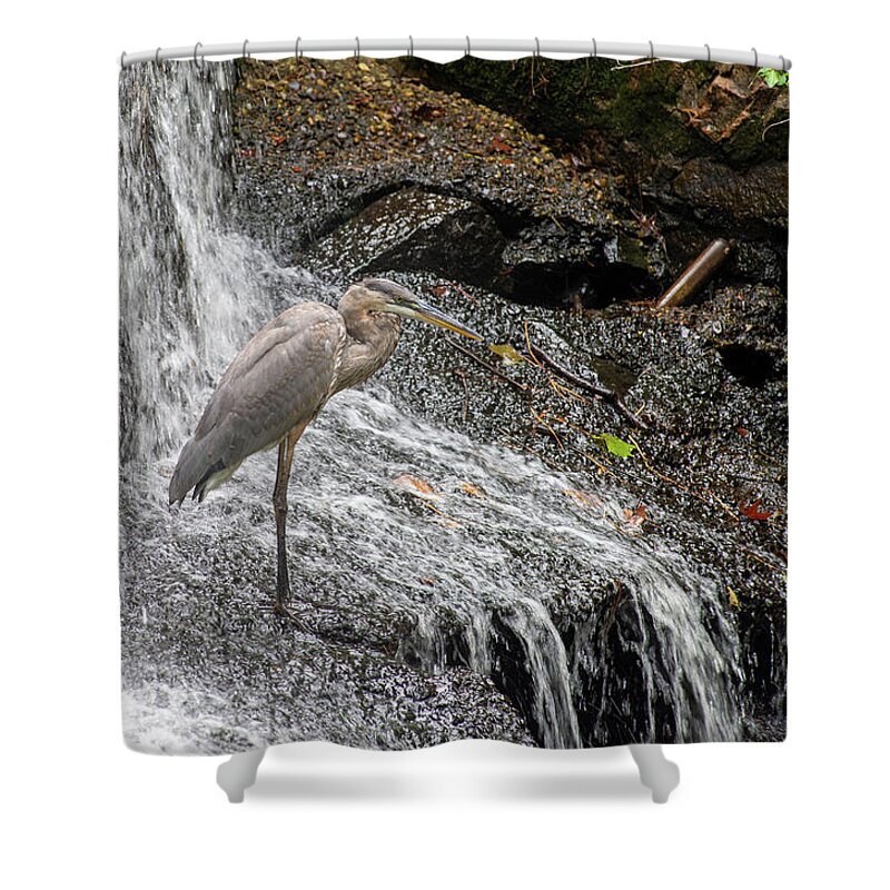 Waterfall Shower Curtain featuring the photograph Fishing or showering by Stacy Abbott