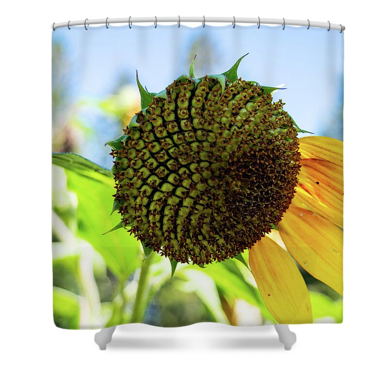 Five Sunflower Petals Shower Curtain featuring the photograph Five Sunflower Petals by Tom Cochran