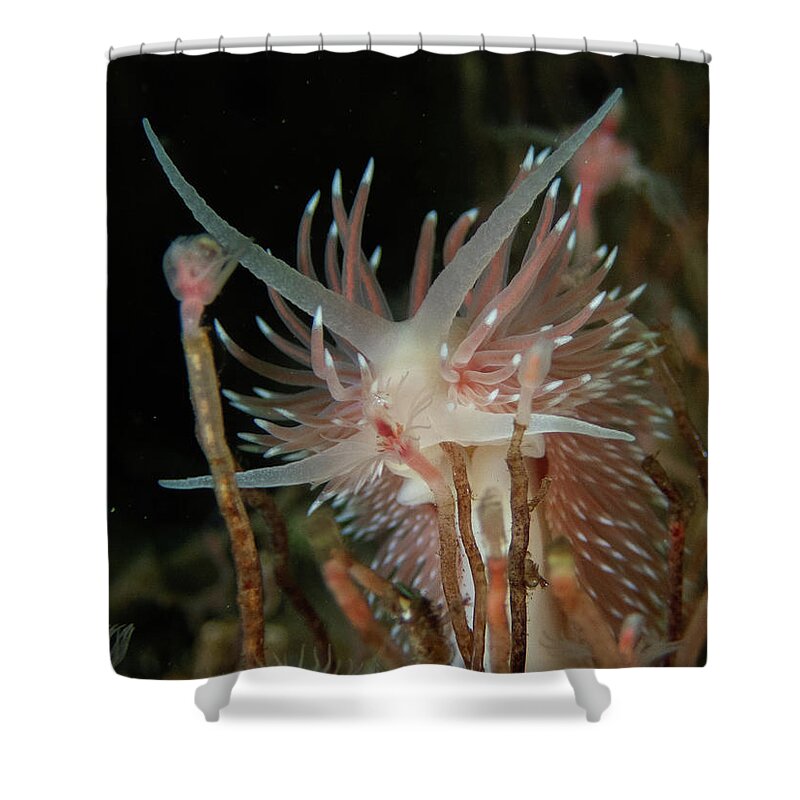 Nudibranch Shower Curtain featuring the photograph Flabellina verilli amongst the hydroids by Brian Weber