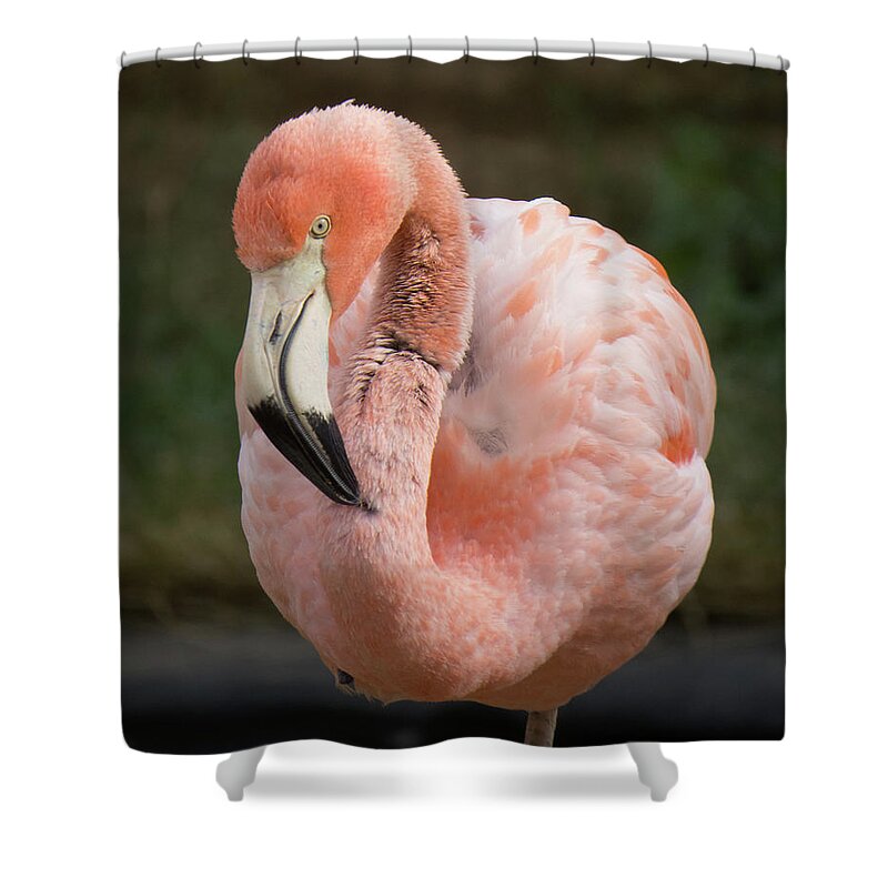 Beach Shower Curtain featuring the photograph Flamingo 2 by Christy Garavetto