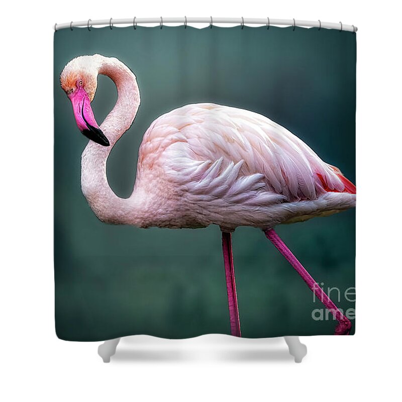 Birds Shower Curtain featuring the photograph Flamingo Artistry by DB Hayes