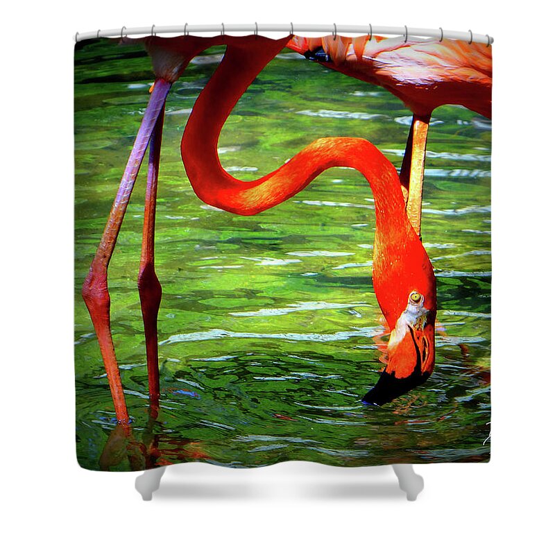 Flamingo Shower Curtain featuring the photograph Flamingo by David McKinney