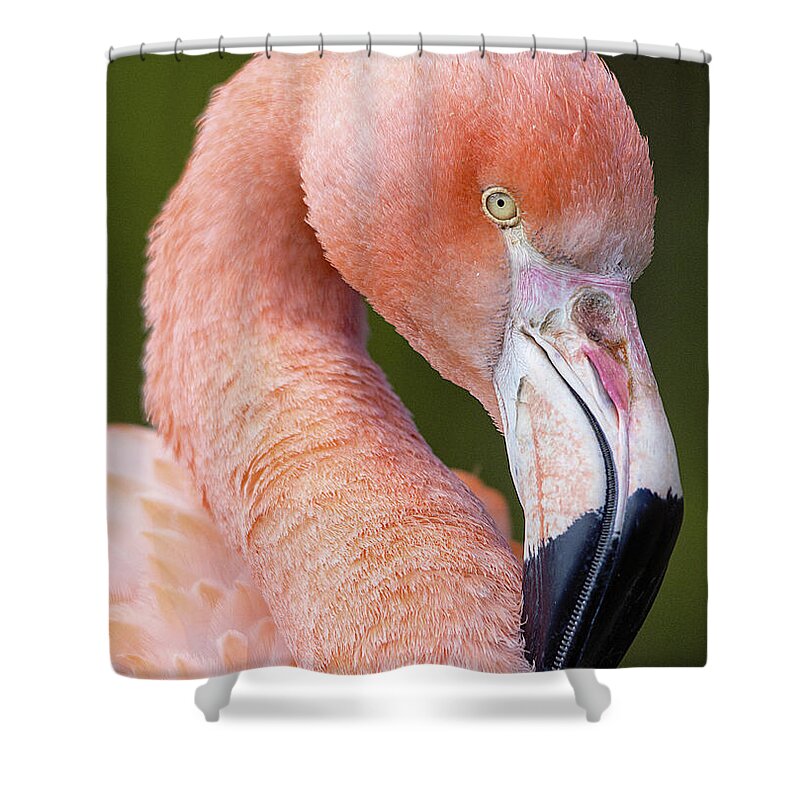 Flamingo Shower Curtain featuring the photograph Flamingo portrait by Gareth Parkes