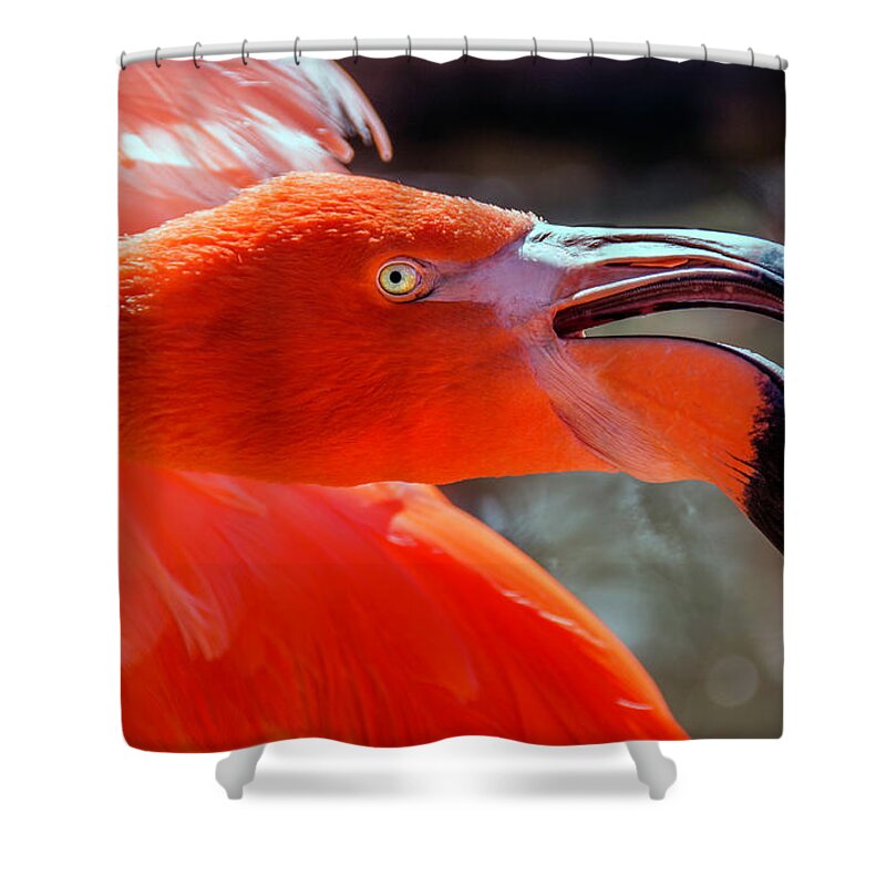 Flamingo Shower Curtain featuring the photograph Pink Flamingo by WAZgriffin Digital