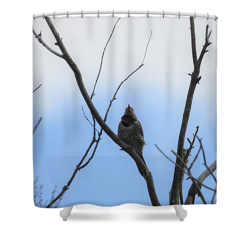 Northern Flicker Shower Curtain featuring the photograph Flicker by Amanda R Wright