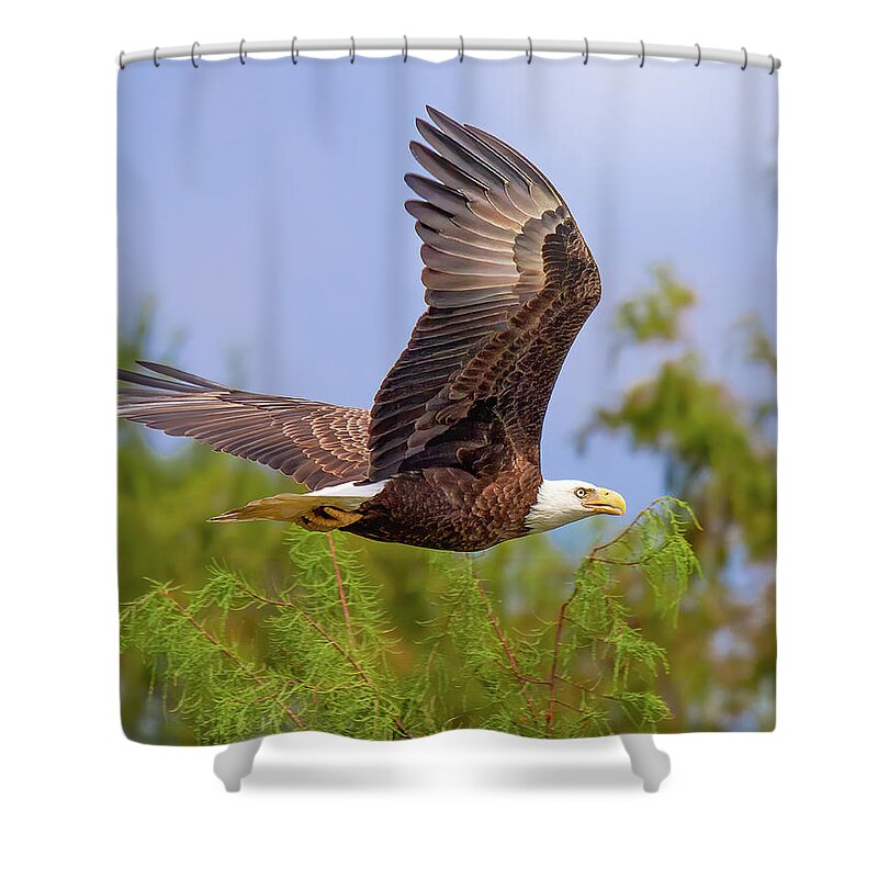 Eagle Shower Curtain featuring the photograph Flight of the Bald Eagle by Mark Andrew Thomas