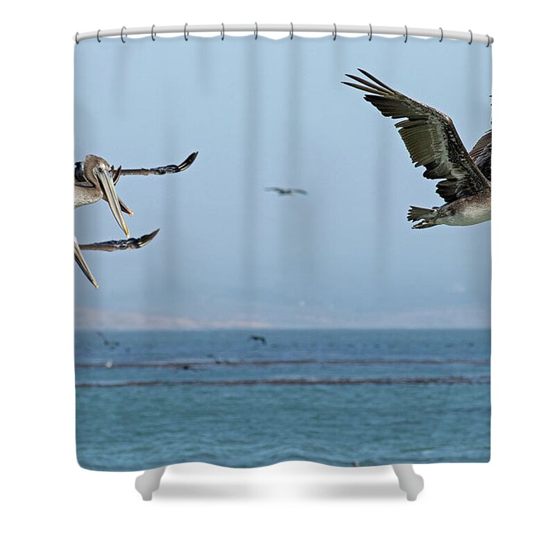 Pelican Shower Curtain featuring the photograph Flight of the Pelicans by Sue Cullumber