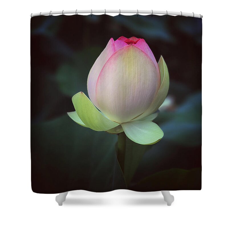 Lotus Shower Curtain featuring the photograph Floating Lotus by Mark Truman