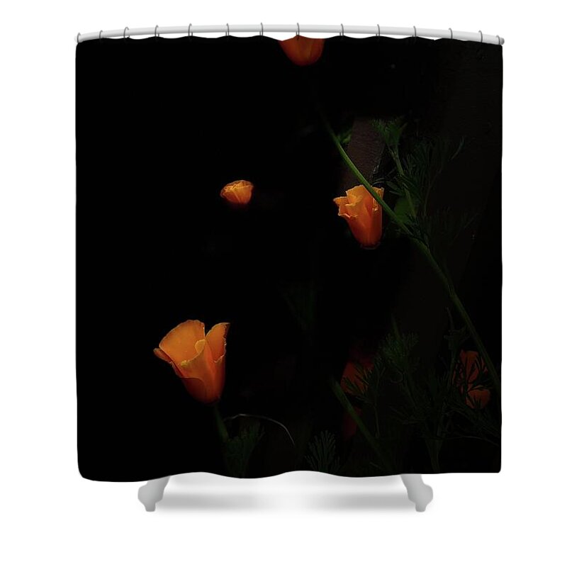 Poppies Shower Curtain featuring the photograph Floating Poppies by Daniele Smith