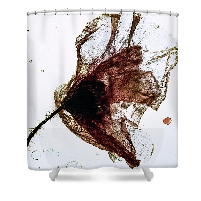 Flowers Shower Curtain featuring the photograph Floating poppy by Al Fio Bonina