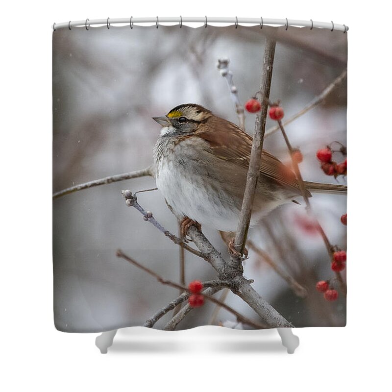 Bird Shower Curtain featuring the photograph Floofy Sparrow by Linda Bonaccorsi