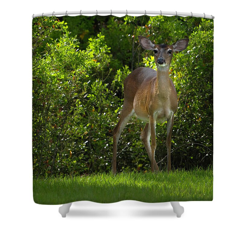 Deer Shower Curtain featuring the photograph Florida Deer by Larry Marshall