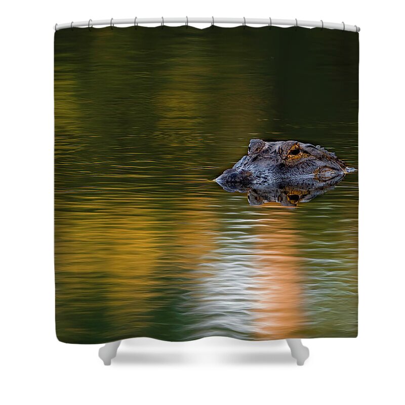 Aligator Shower Curtain featuring the photograph Florida Gator 4 by Larry Marshall