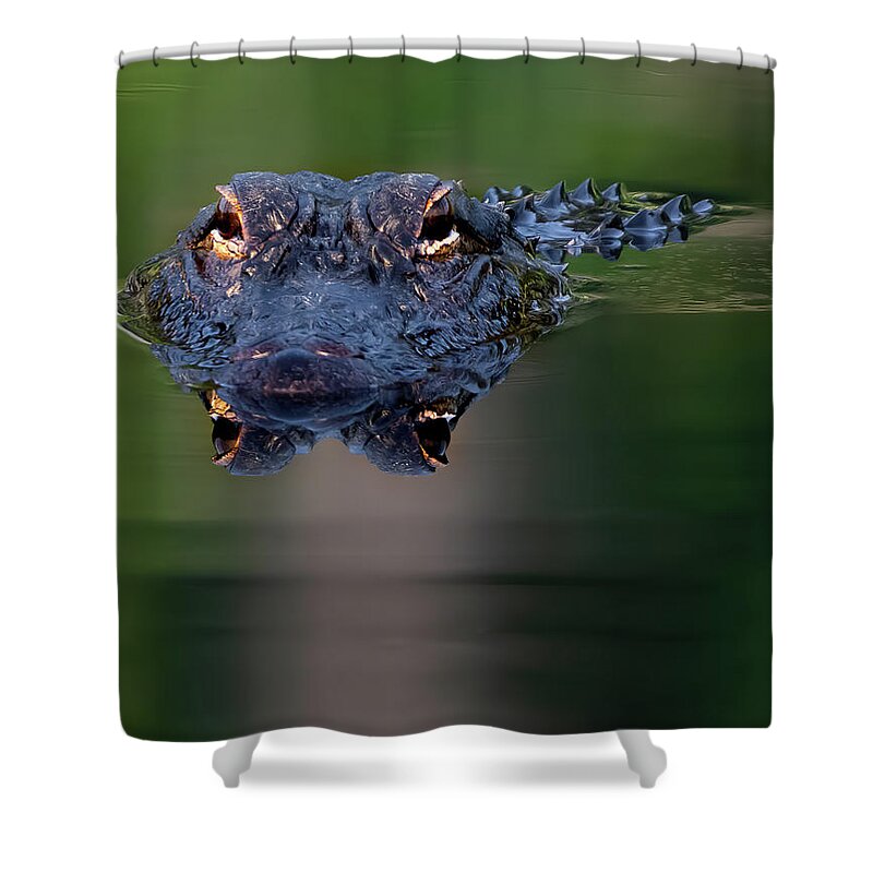 Aligator Shower Curtain featuring the photograph Florida Gator 5 by Larry Marshall