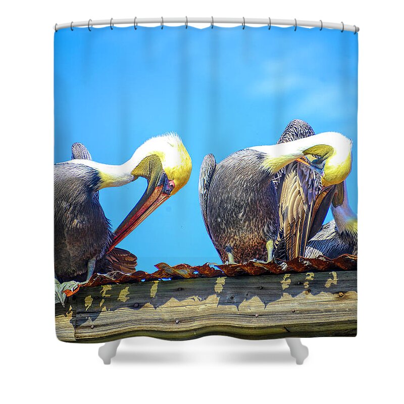 Pelicans Shower Curtain featuring the photograph Florida pelicans by Alison Belsan Horton