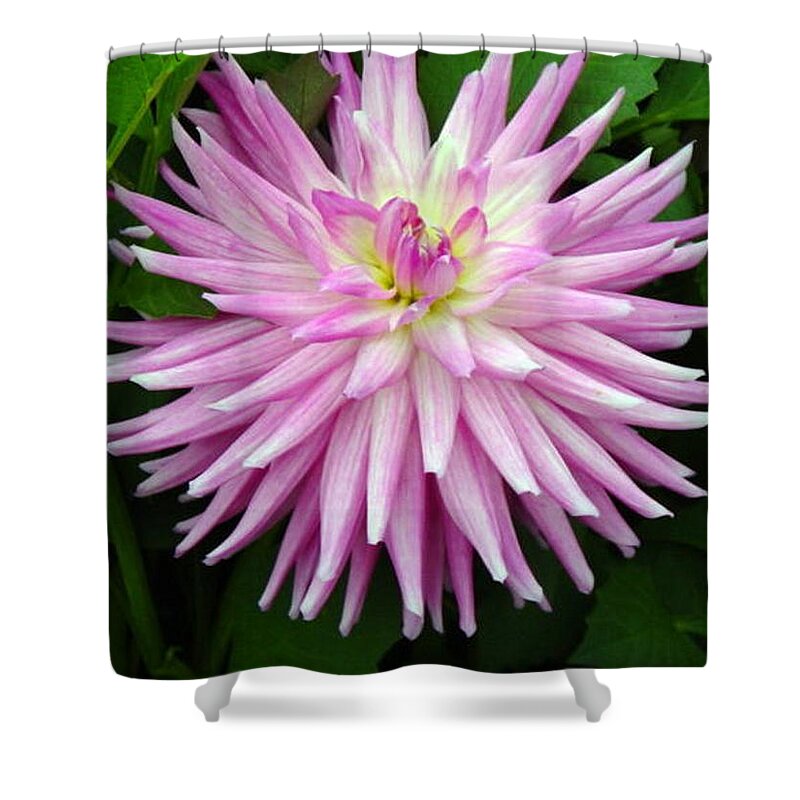 Flower Shower Curtain featuring the photograph Flower by Hank Gray