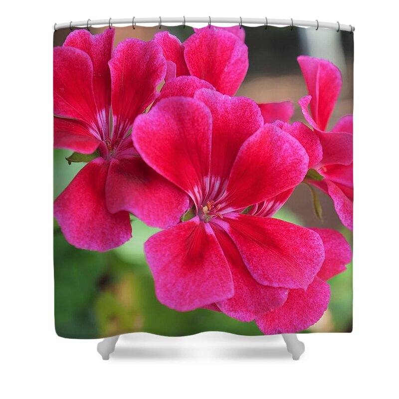 Red Shower Curtain featuring the photograph Flower in bloom 6 by C Winslow Shafer