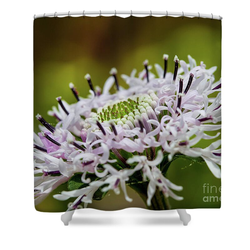 Flowers Shower Curtain featuring the photograph Flower in focus by Agnes Caruso