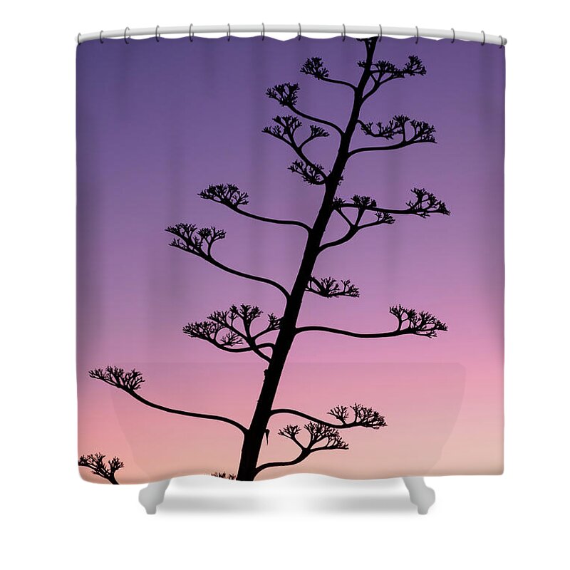 Agave American Shower Curtain featuring the photograph Flower of the Agave Americana by Gary Browne