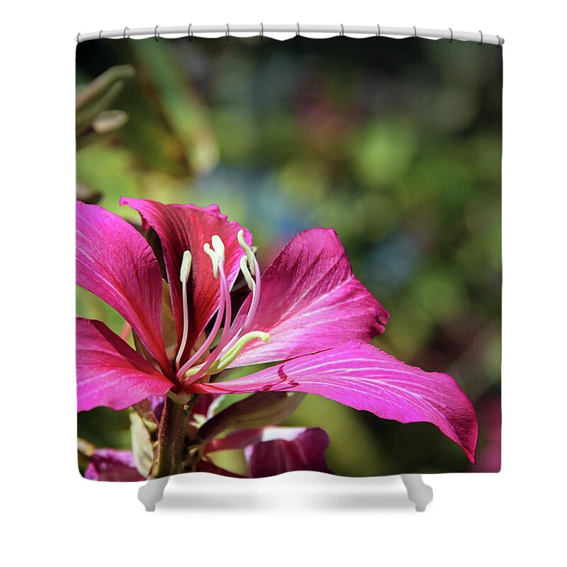 Old Town Shower Curtain featuring the photograph Flower on a Tree by Robert Carter