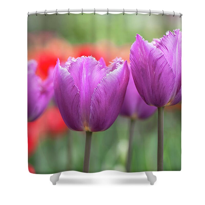 Jenny Rainbow Fine Art Photography Shower Curtain featuring the photograph Flower Power. Fringed Tulipa Talitha 1 by Jenny Rainbow