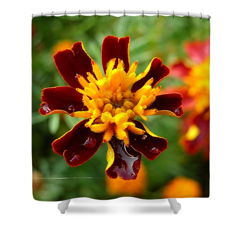 Flower Shower Curtain featuring the photograph Flower by Tanja Leuenberger