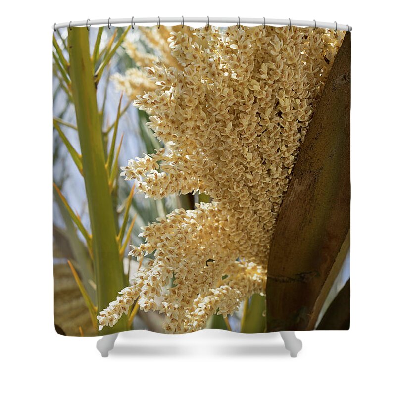 Date Palm Shower Curtain featuring the photograph Flowering date palm and sunlight by Adriana Mueller