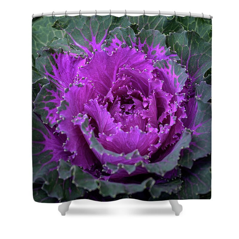 Autumn Shower Curtain featuring the photograph Flowering Purple-Pink Cabbage 2 by Frank Mari