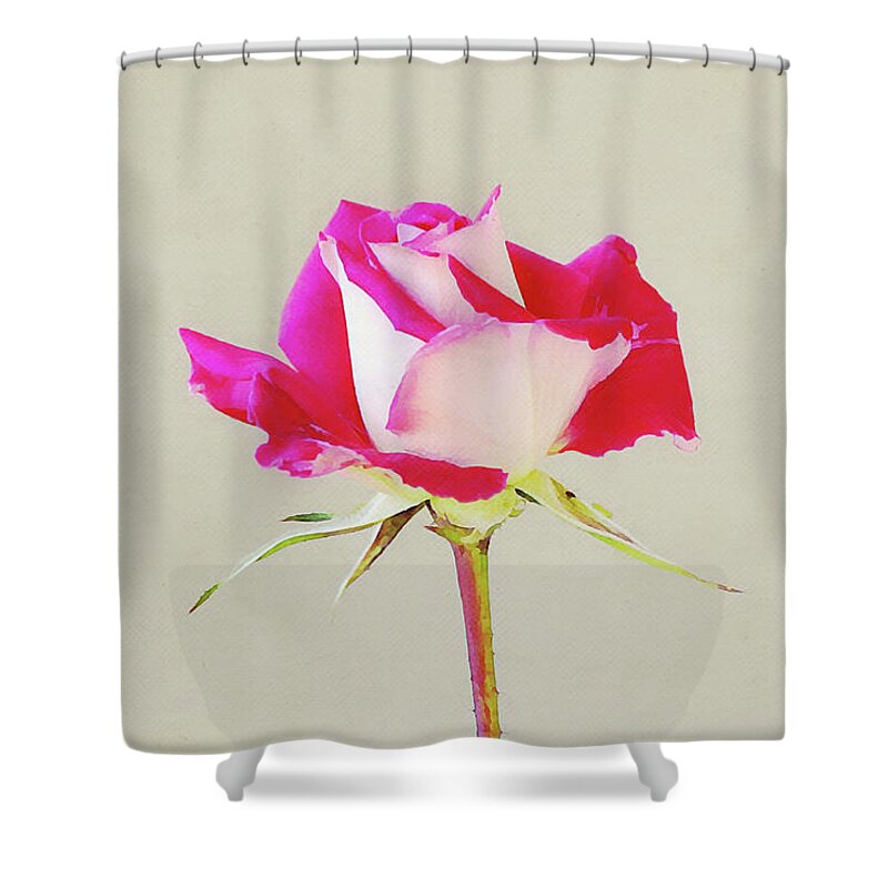 Rose Shower Curtain featuring the digital art Flowers of SoCal - Rose Grand Opening by Gaby Ethington