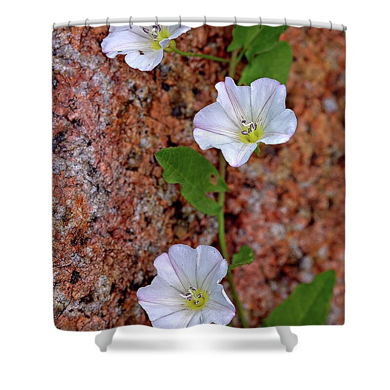 Flowers Shower Curtain featuring the photograph Flowers on Rock by Bob Falcone