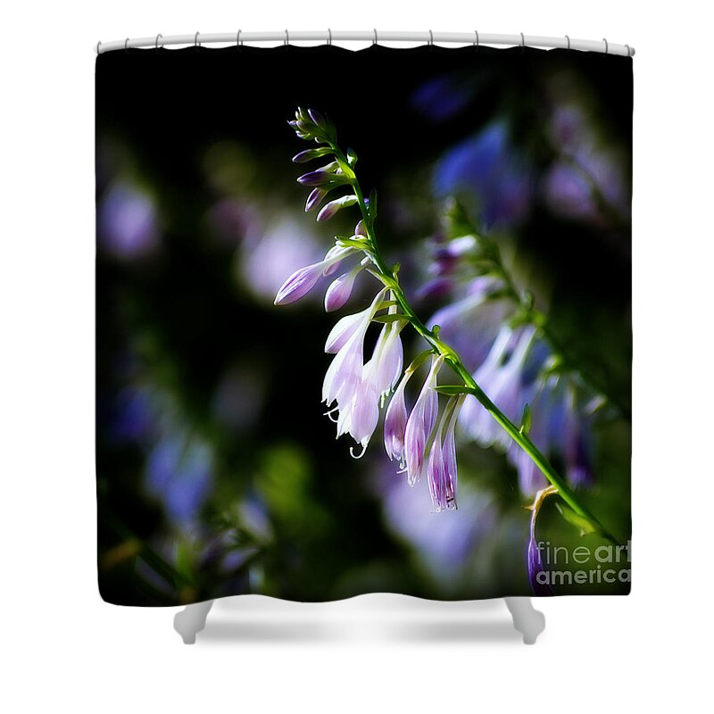 Flowers Shower Curtain featuring the photograph Flowers Purple and Sunlight - square by Frank J Casella