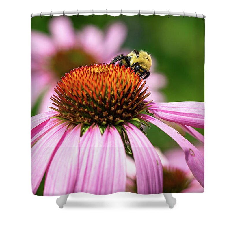 Bee Shower Curtain featuring the photograph Fluffy Bumblebee on a Purple Coneflower 2 by Dimitry Papkov