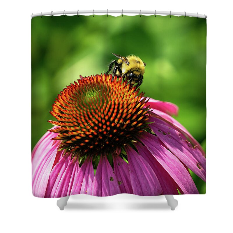 Bee Shower Curtain featuring the photograph Fluffy Bumblebee on a Purple Coneflower 4 by Dimitry Papkov