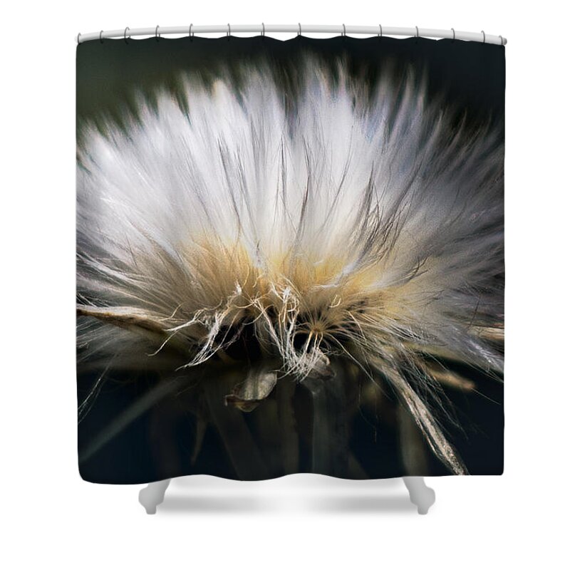 Dandelion Shower Curtain featuring the photograph Fluffy Dandelion by Carrie Hannigan