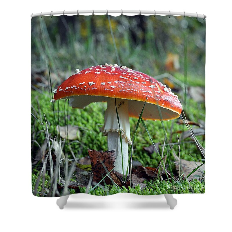 Fly Agaric Shower Curtain featuring the photograph Fly aAgaric by Thomas Schroeder